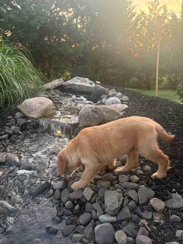Golden Retriever Puppies media 5