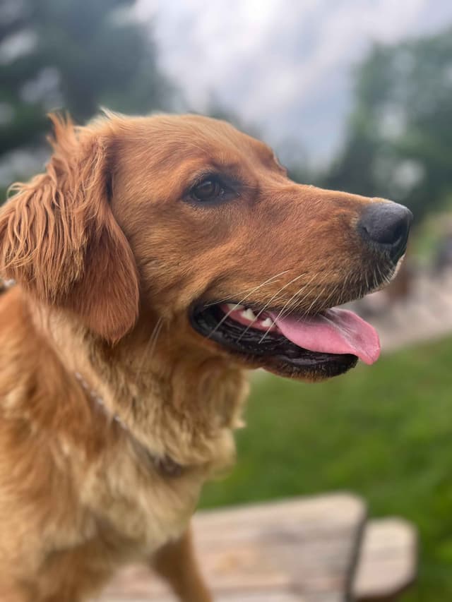 Golden Retriever Puppies media 6
