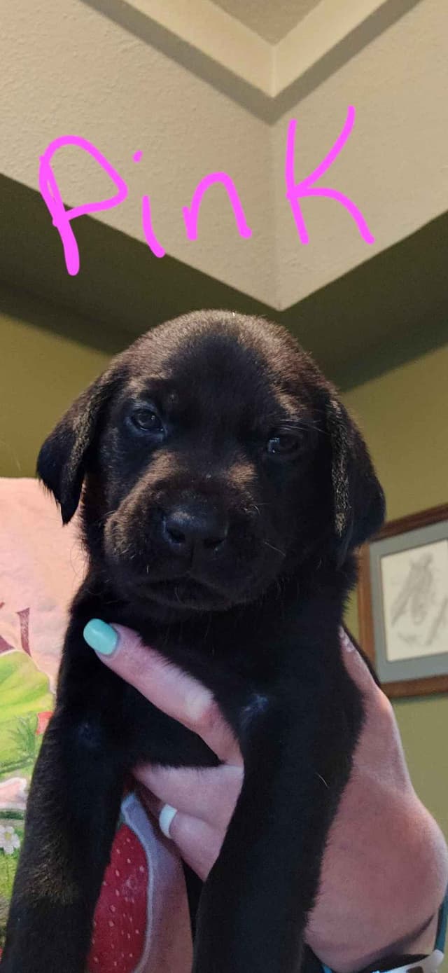 Labrador Retriever Puppies (Duck Dogs) media 3