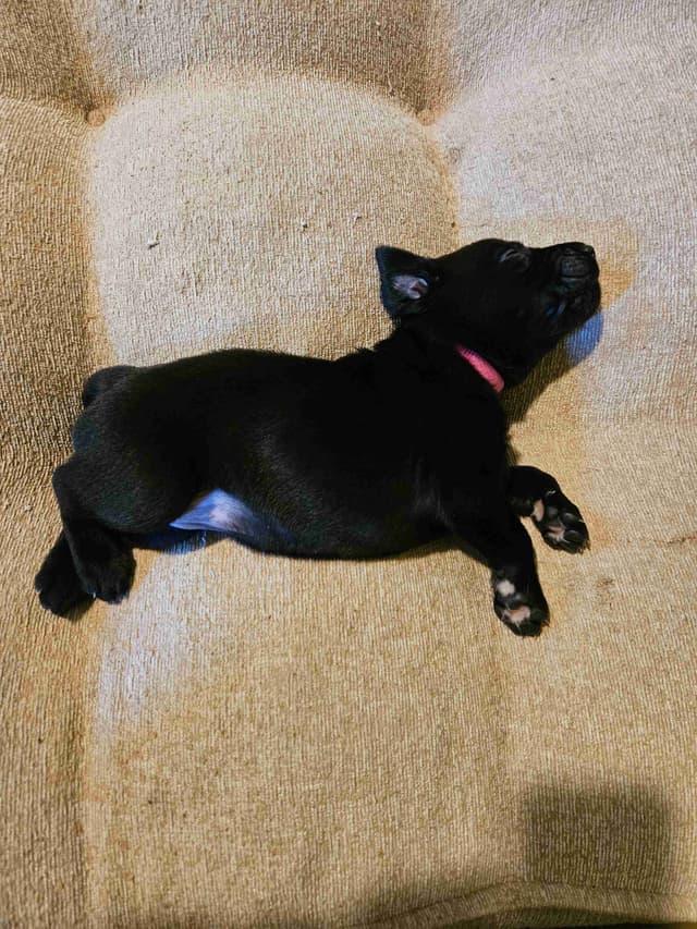 Labrador Retriever Puppies (Duck Dogs) media 4