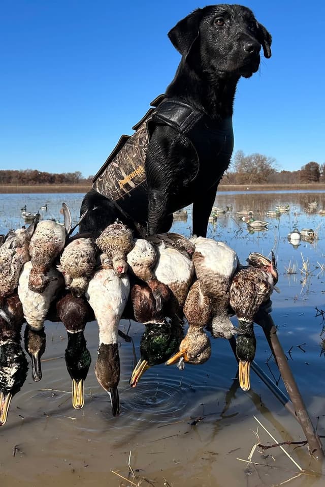 Labrador Retriever Puppies (Duck Dogs) media 8