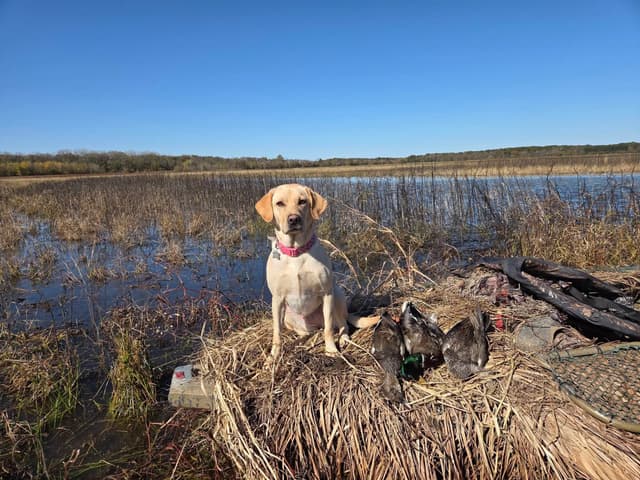 Labrador Retriever Puppies (Duck Dogs) media 7