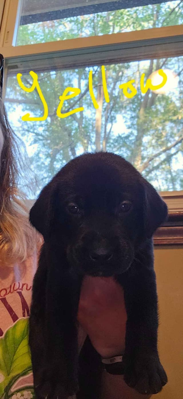 Labrador Retriever Puppies (Duck Dogs) media 6