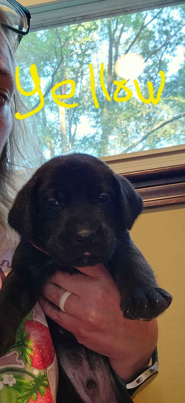 Labrador Retriever Puppies (Duck Dogs) media 5