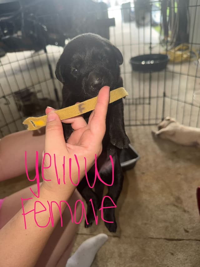 Labrador Retriever Puppies media 5