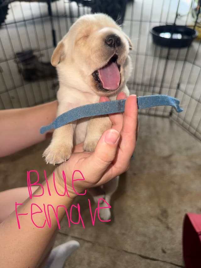 Labrador Retriever Puppies media 10