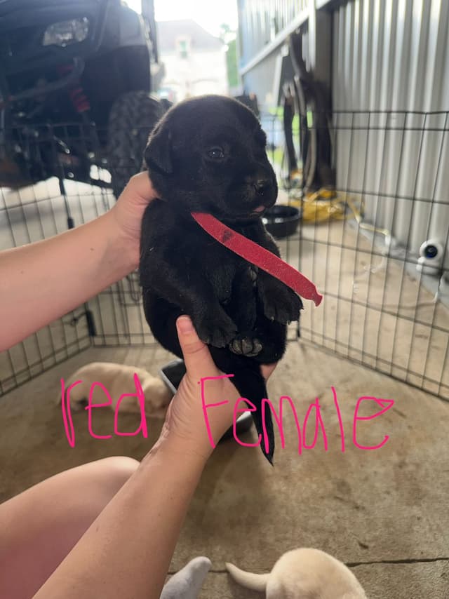 Labrador Retriever Puppies media 4