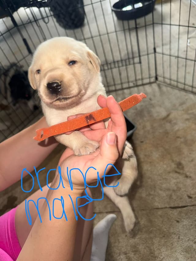 Labrador Retriever Puppies media 6