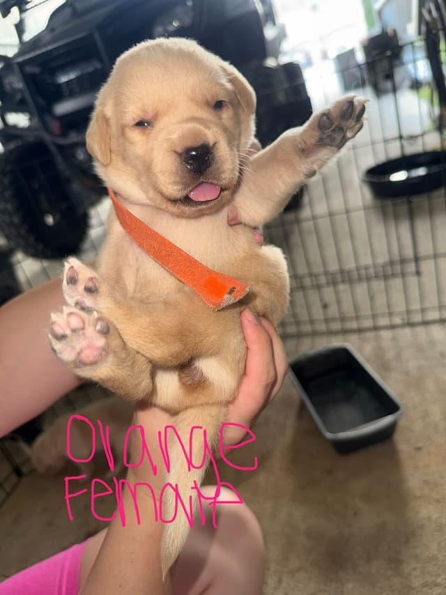 Labrador Retriever Puppies media 7