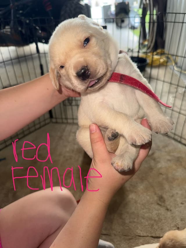 Labrador Retriever Puppies media 8