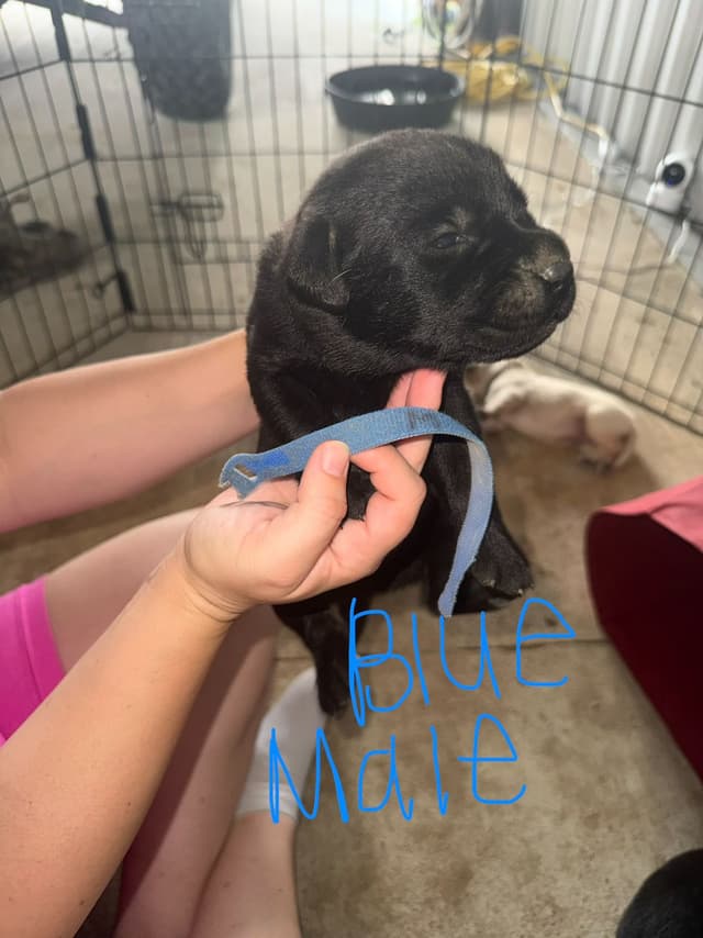 Labrador Retriever Puppies media 2