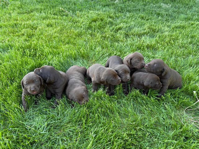 Labrador Retriever Puppies media 3