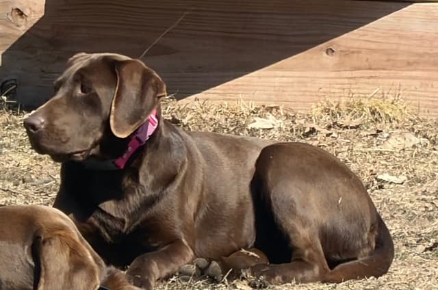 Labrador Retriever Puppies media 8