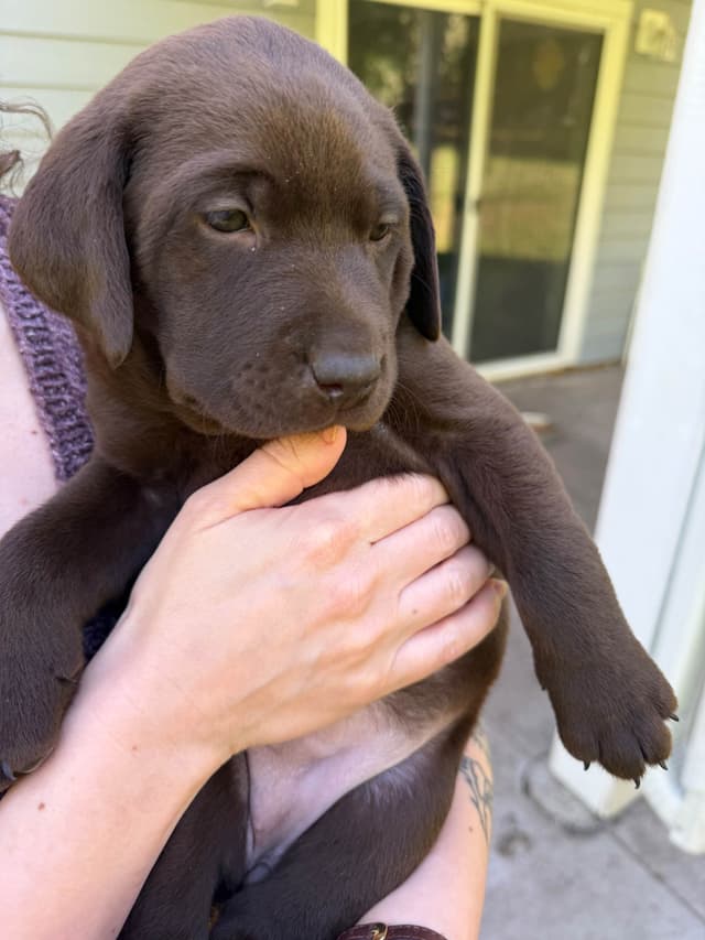 Labrador Retriever Puppies media 9