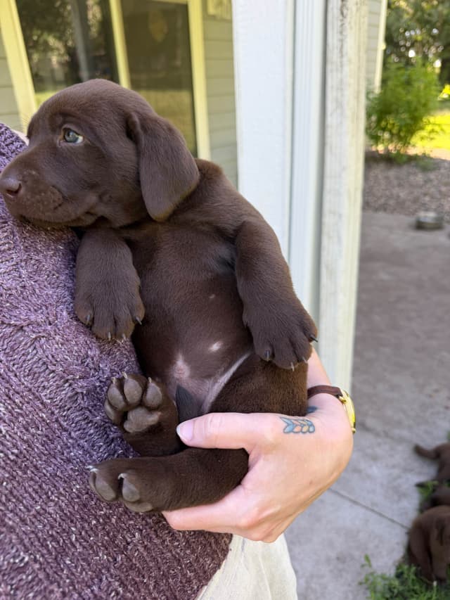 Labrador Retriever Puppies media 10