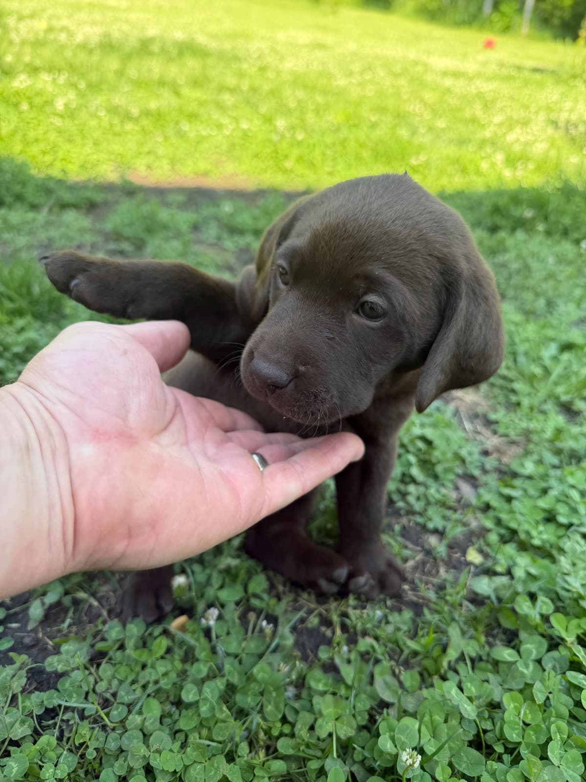 Labrador Retriever Puppies breeder image 1