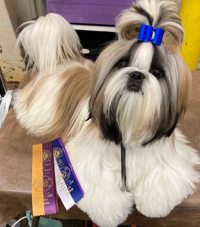 Shih Tzu Puppies media 2