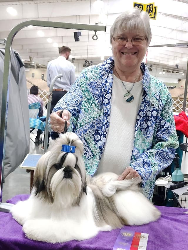 Shih Tzu Puppies media 5