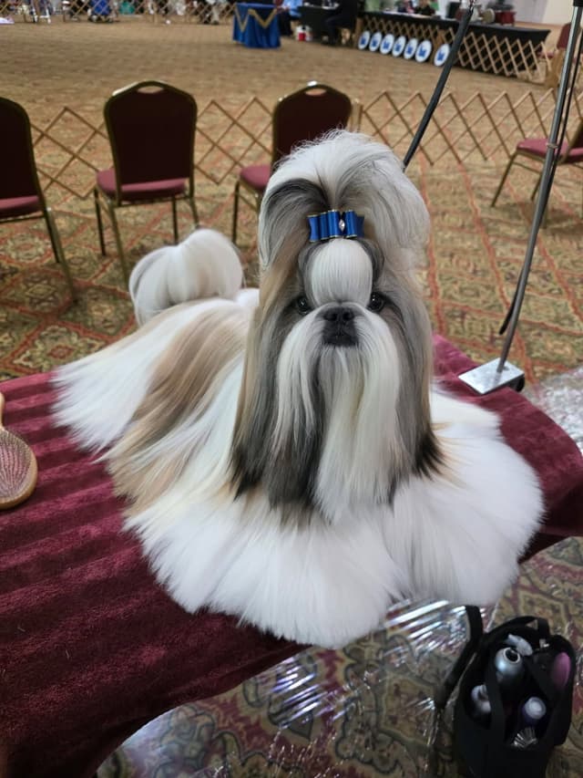 Shih Tzu Puppies media 4
