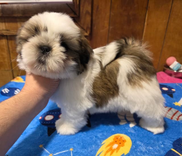 Shih Tzu Puppies media 6