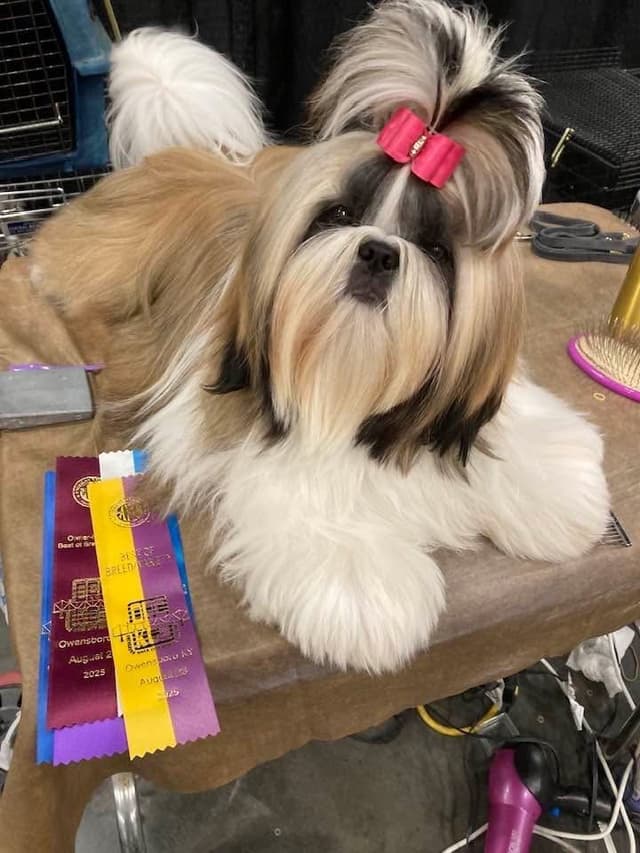 Shih Tzu Puppies media 7