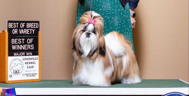 Shih Tzu Puppies media 9