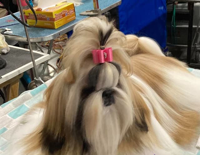 Shih Tzu Puppies media 12
