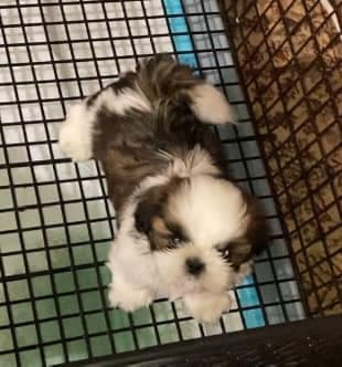 Shih Tzu Puppies breeder image 1