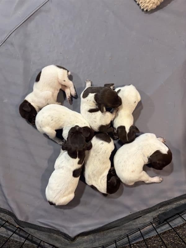 German Shorthaired Pointer Puppies media 4