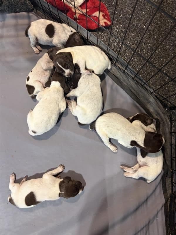 German Shorthaired Pointer Puppies media 3