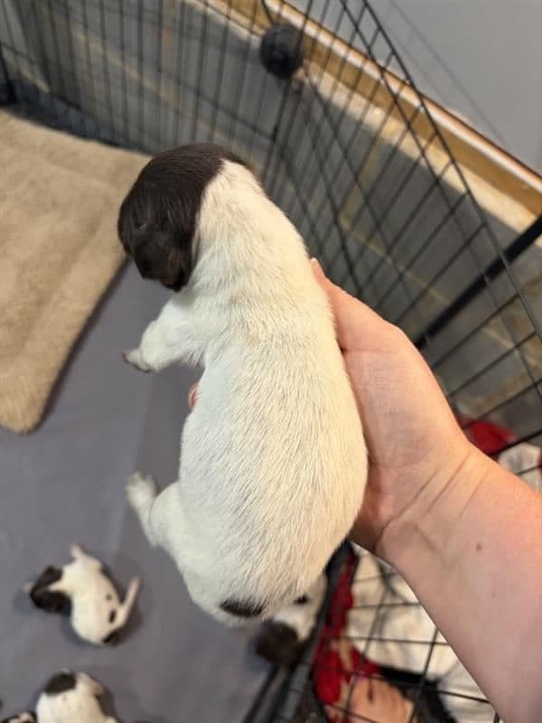 German Shorthaired Pointer Puppies media 5