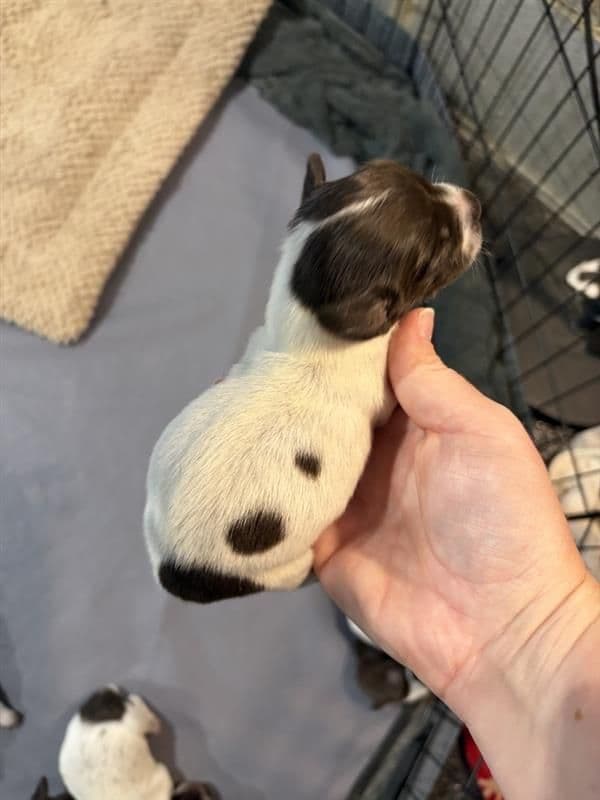 German Shorthaired Pointer Puppies media 6