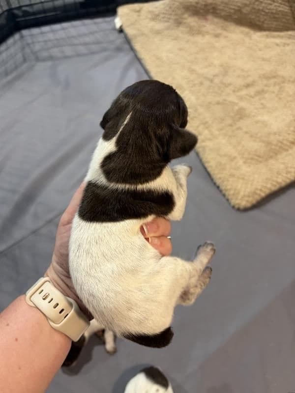German Shorthaired Pointer Puppies media 7
