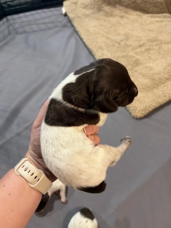 German Shorthaired Pointer Puppies media 8