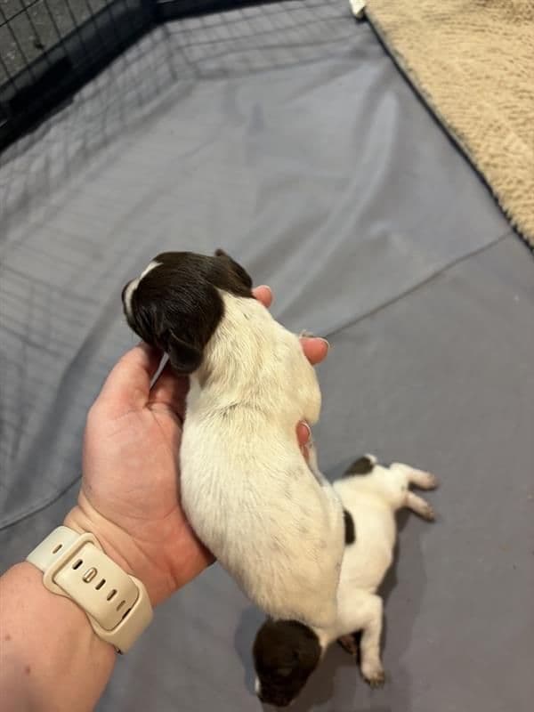 German Shorthaired Pointer Puppies media 9