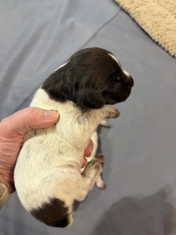German Shorthaired Pointer Puppies media 10