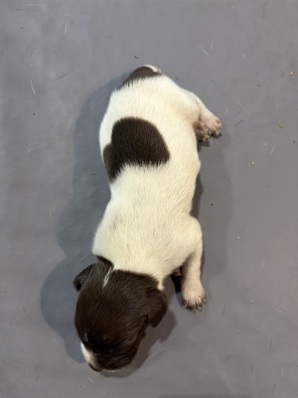 German Shorthaired Pointer Puppies media 11
