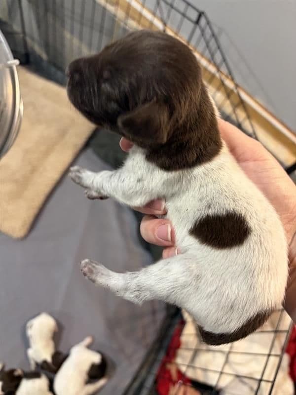 German Shorthaired Pointer Puppies media 12