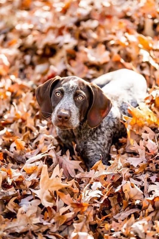 German Shorthaired Pointer Puppies media 2