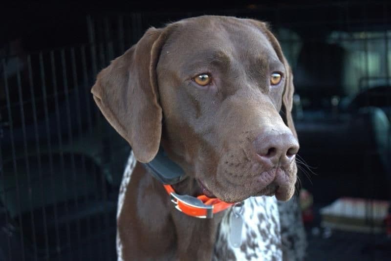German Shorthaired Pointer Puppies breeder image 1