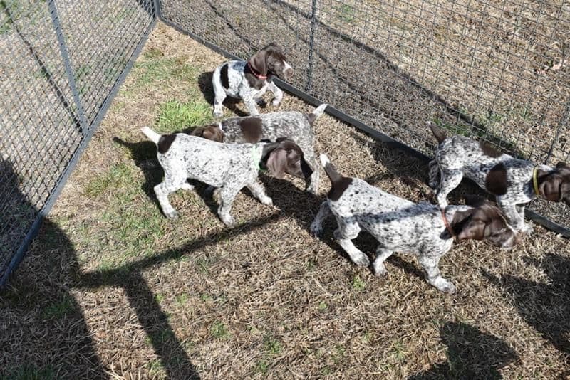 German Shorthaired Pointer Puppies breeder image 3