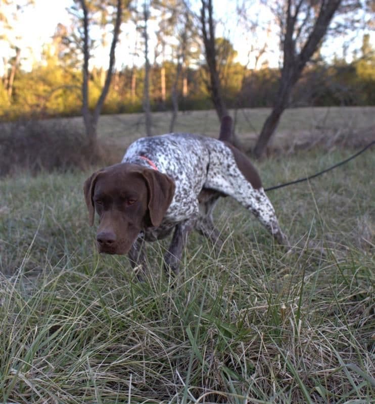 German Shorthaired Pointer Puppies breeder image 5