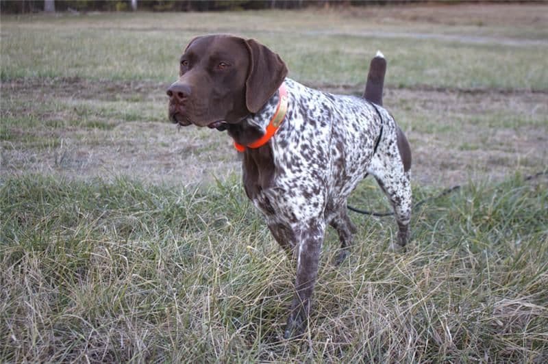 German Shorthaired Pointer Puppies breeder image 6