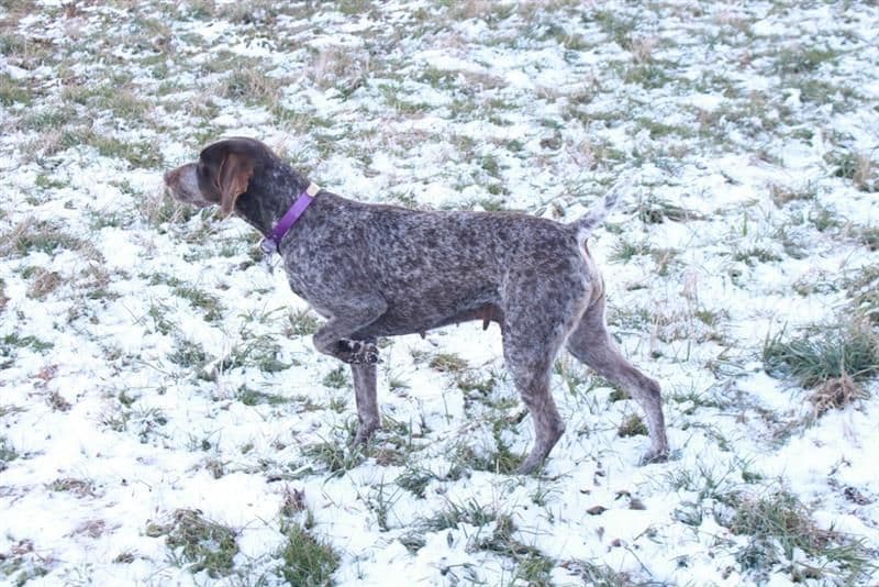 German Shorthaired Pointer Puppies breeder image 7