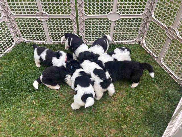 Newfoundland Puppies media 2