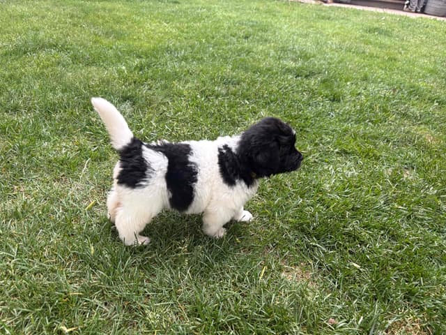 Newfoundland Puppies media 3