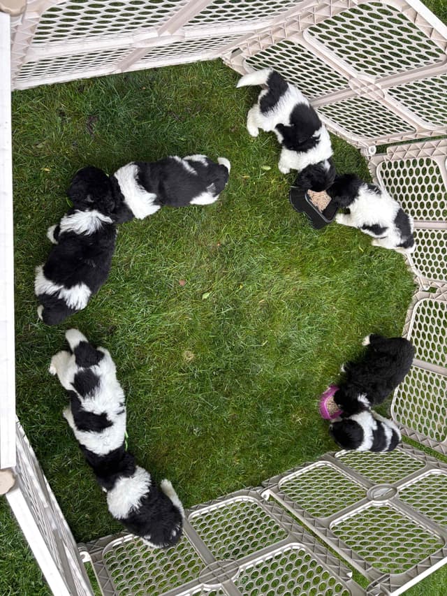 Newfoundland Puppies media 4