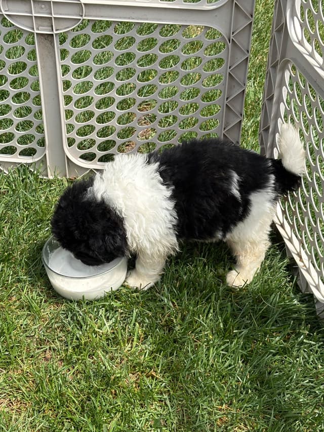Newfoundland Puppies media 5