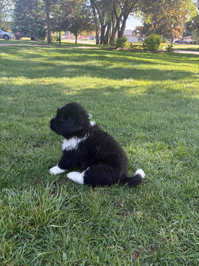 Newfoundland Puppies media 6
