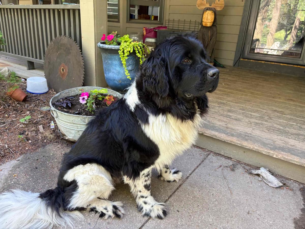 Newfoundland Puppies breeder image 1